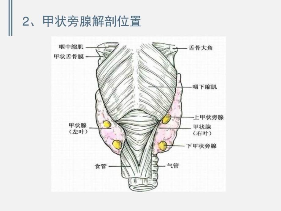 继发性甲状旁腺亢进症及病例分析1例.ppt_第4页