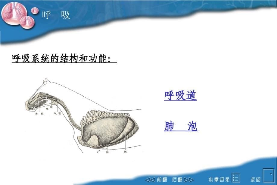 动物生理学课件：05respiration_第5页