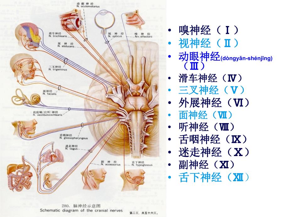 医学专题—脑神经传导径路及体格检查19185_第2页