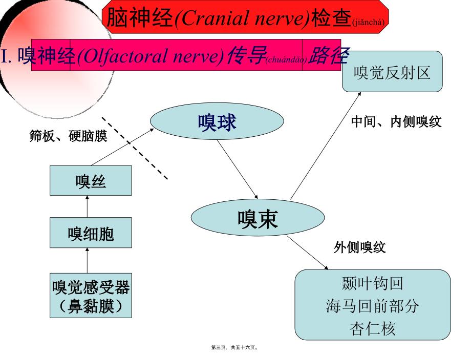 医学专题—脑神经传导径路及体格检查19185_第3页