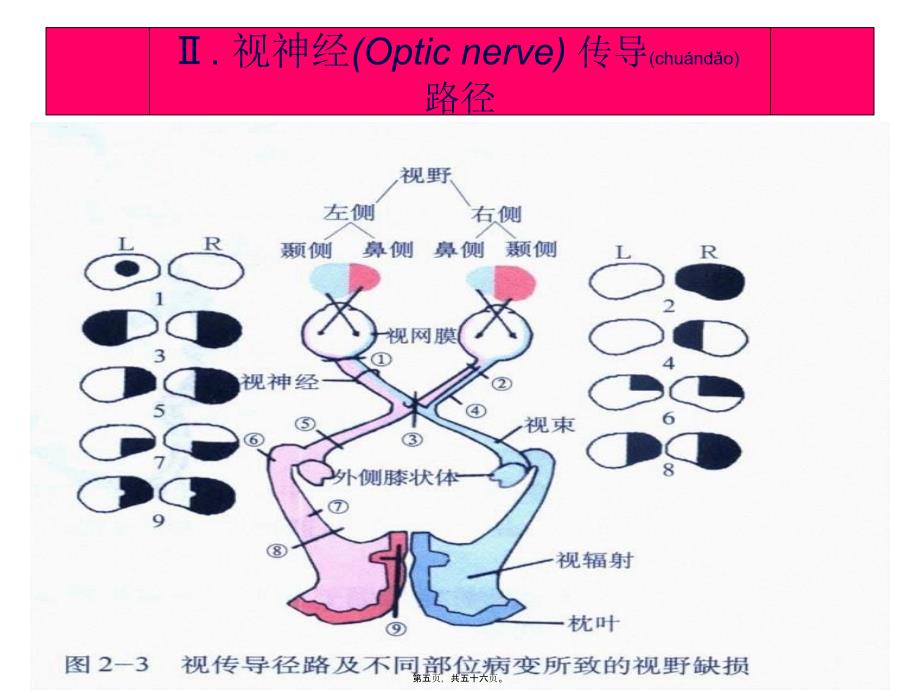 医学专题—脑神经传导径路及体格检查19185_第5页