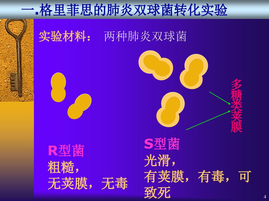 第1节nbspDNA是主要的遗传物质_第4页