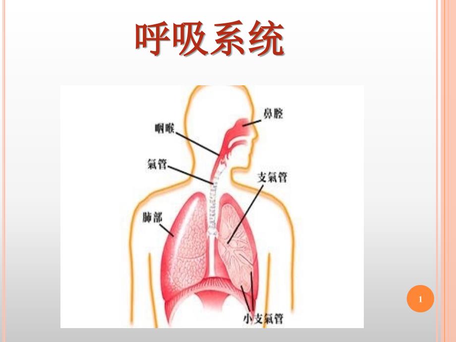 呼吸系统常见疾病体征_第2页