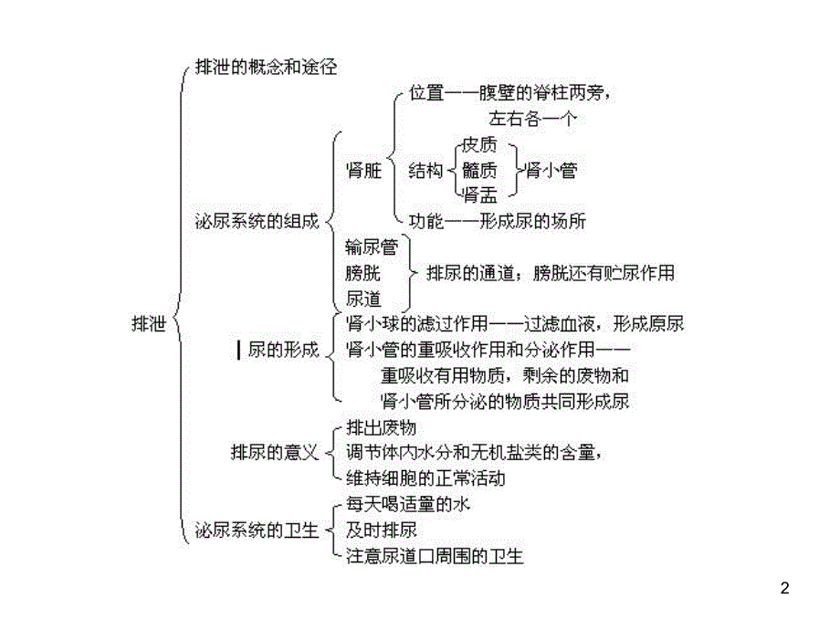 肾脏生理解剖功能PPT精选文档_第2页