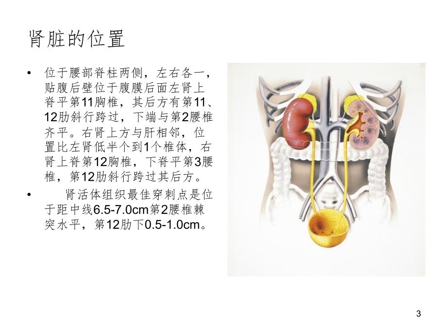 肾脏生理解剖功能PPT精选文档_第3页