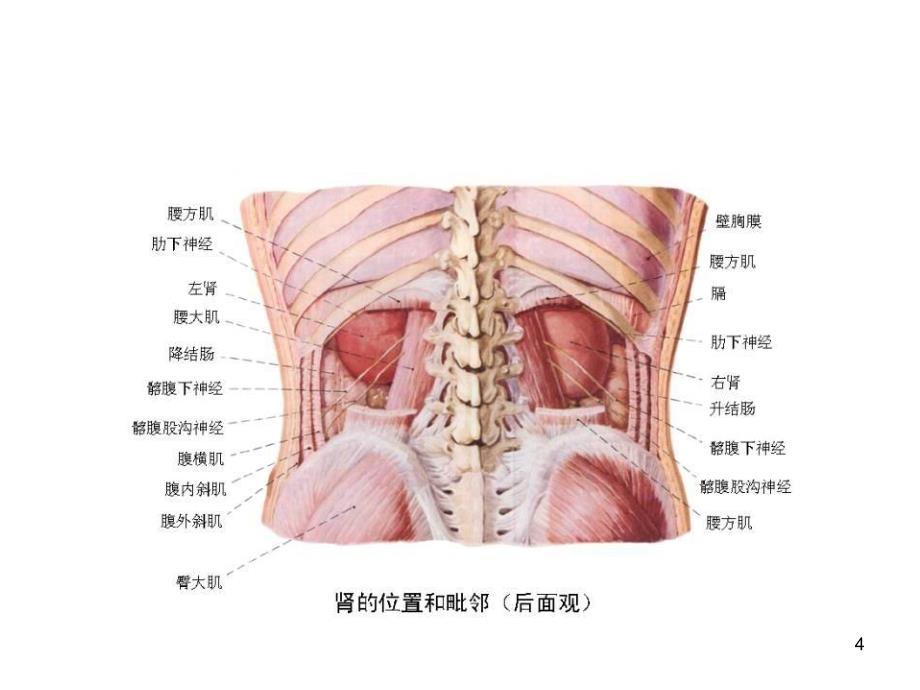 肾脏生理解剖功能PPT精选文档_第4页