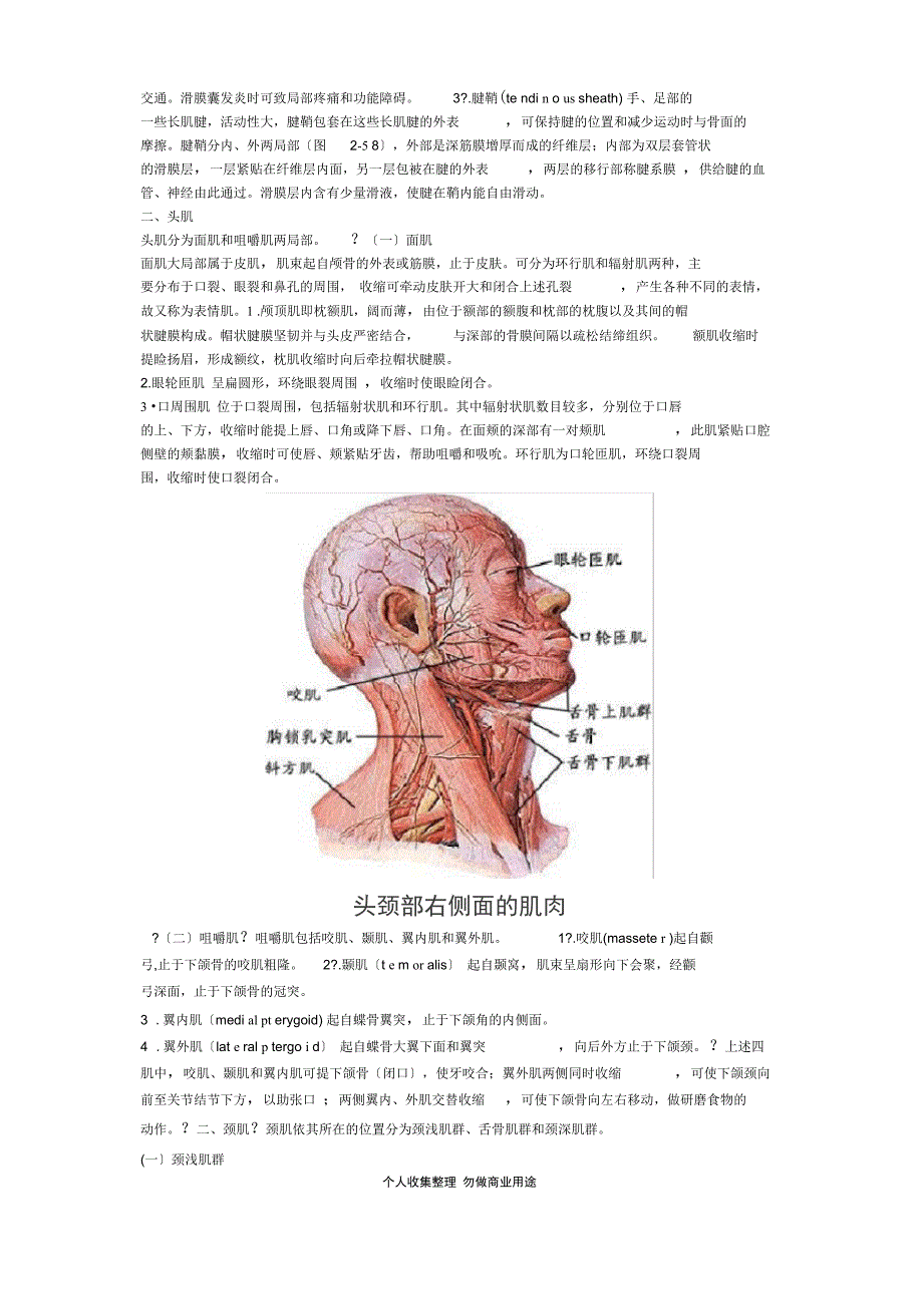 大体解剖-肌概述及头颈部肌肉_第4页