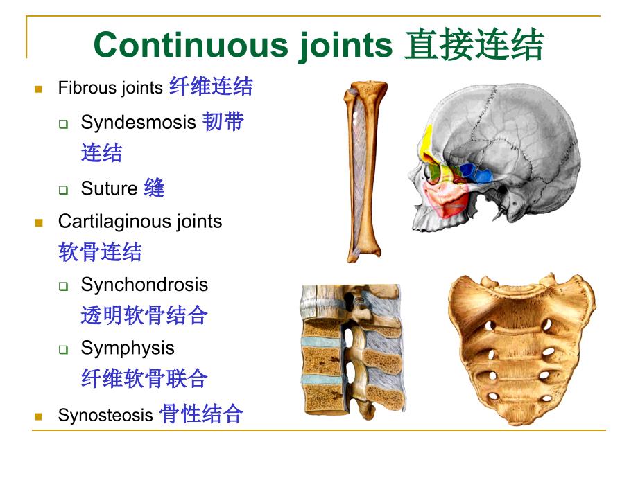 系统解剖学：4.Joints of Bones of Trunk4_第3页