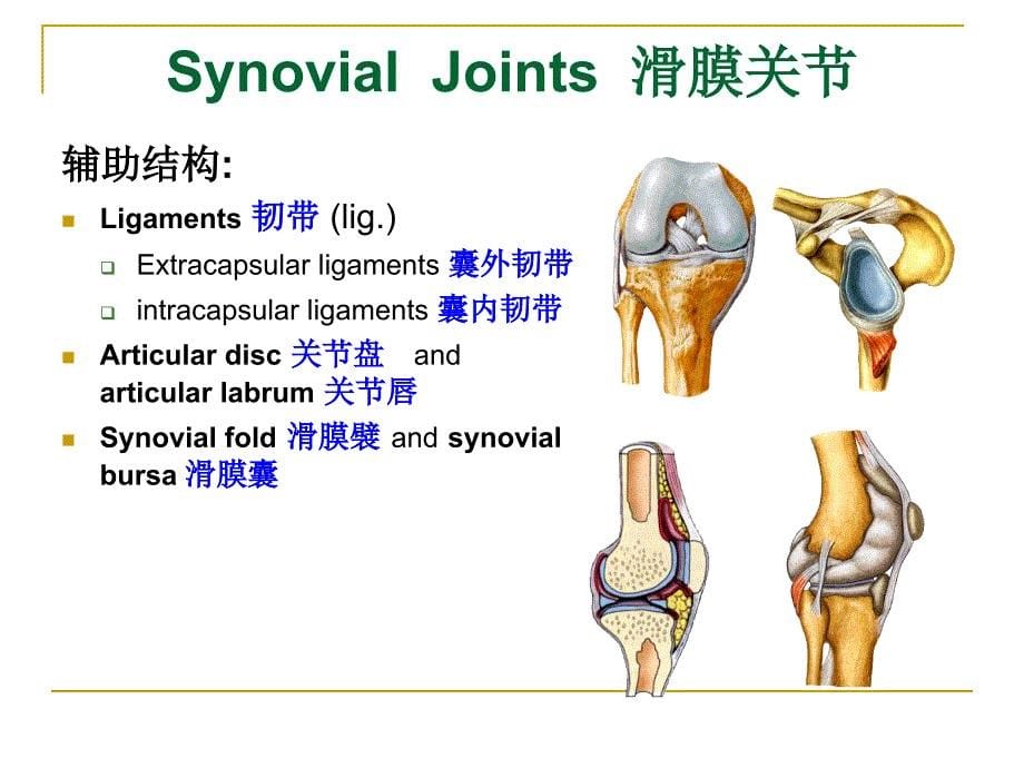 系统解剖学：4.Joints of Bones of Trunk4_第5页