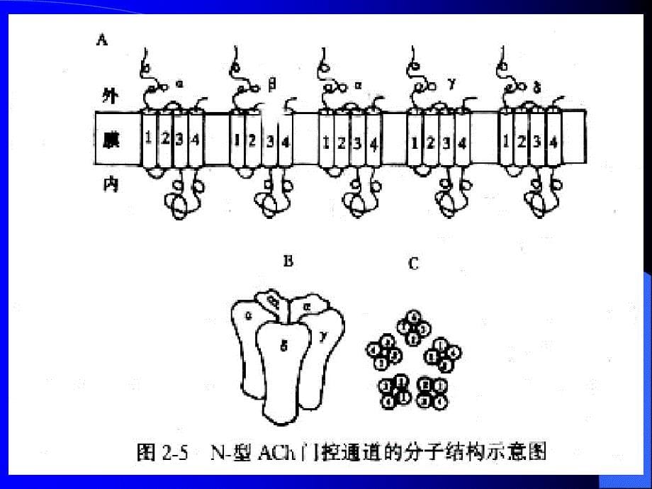 第二节细胞的跨膜信号转导功能掌握内容细胞的跨膜信号转名师编辑PPT课件_第5页