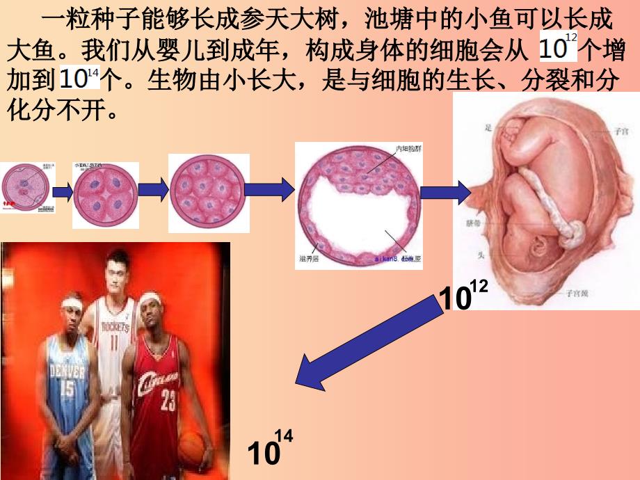 2019年七年级生物上册 2.2.1《细胞通过分裂产生新细胞》课件1 新人教版.ppt_第4页