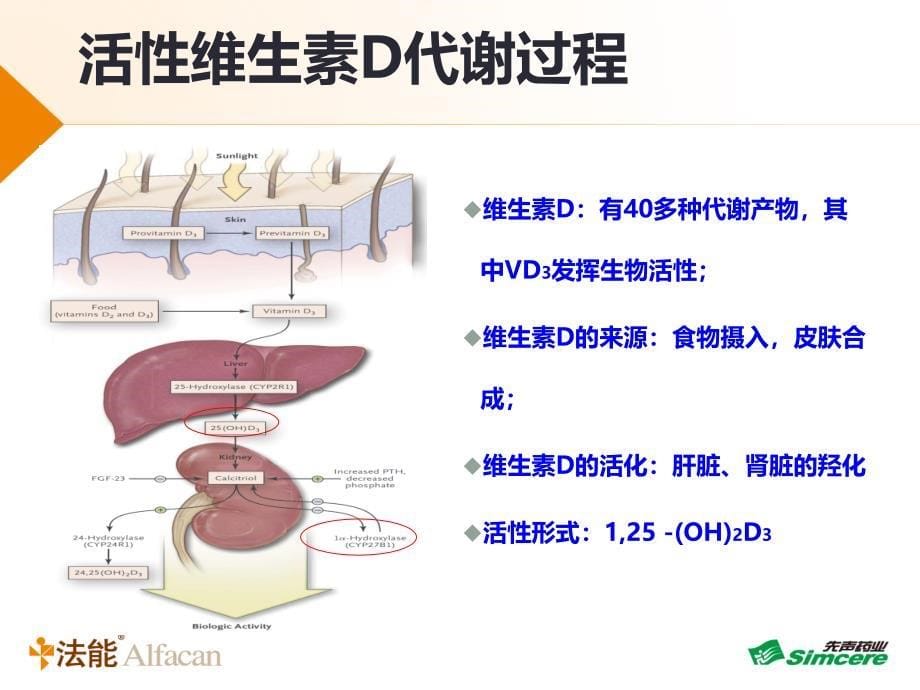 阿法骨化醇治疗骨质疏松.ppt_第5页