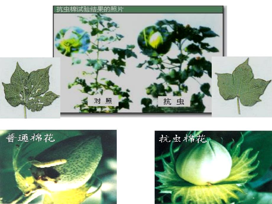 DNA重组技术的基本工具.5.24[精选文档]_第2页