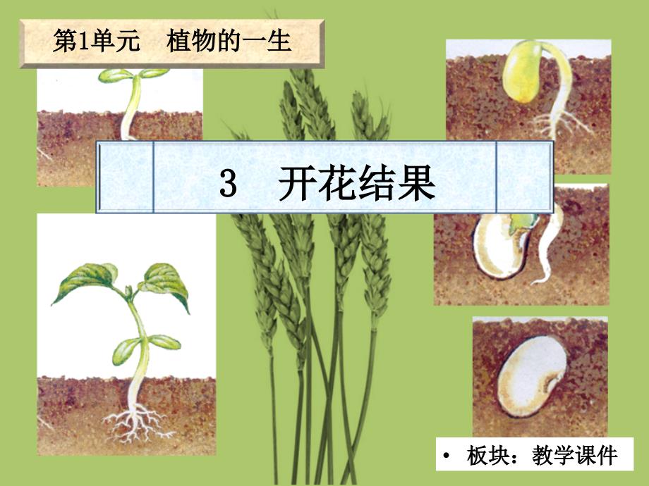 《开花结果》教学课件_第2页