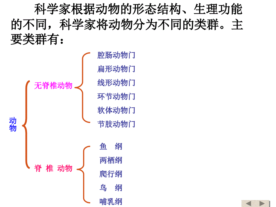 腔肠动物、扁形动物_第3页