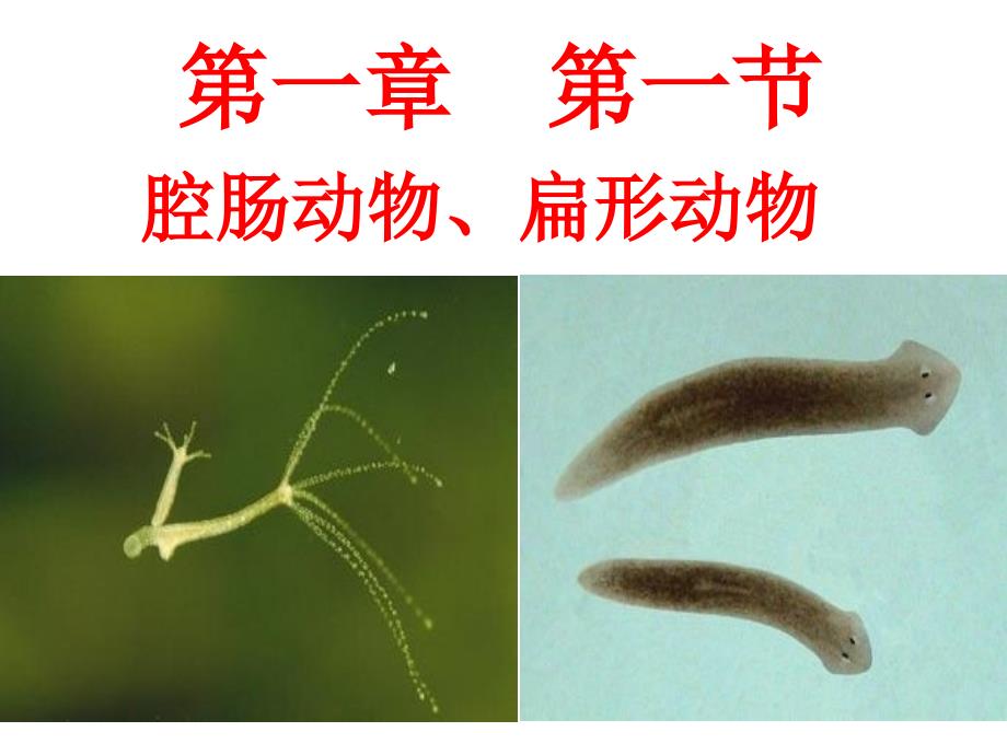 腔肠动物、扁形动物_第4页