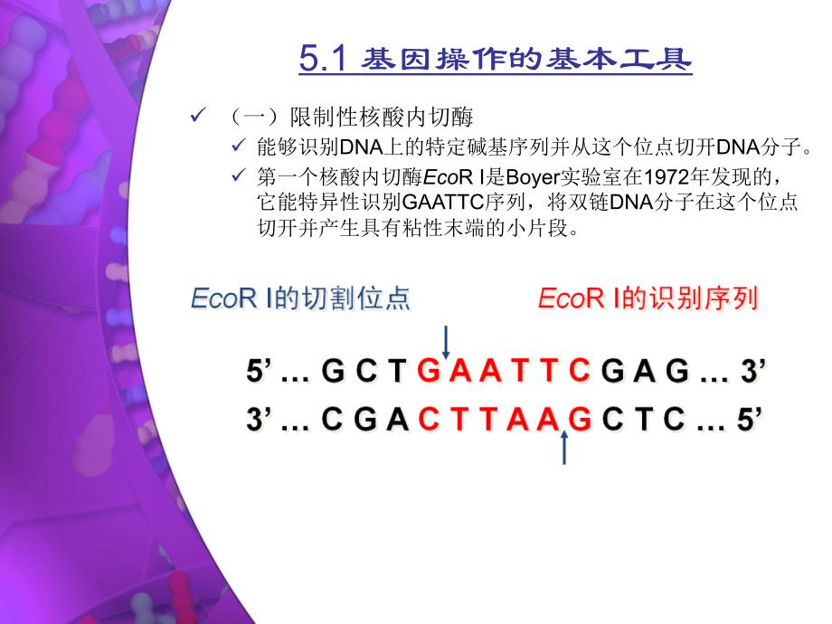 5分子生物学研究法上——DNA、RNA及蛋_第3页