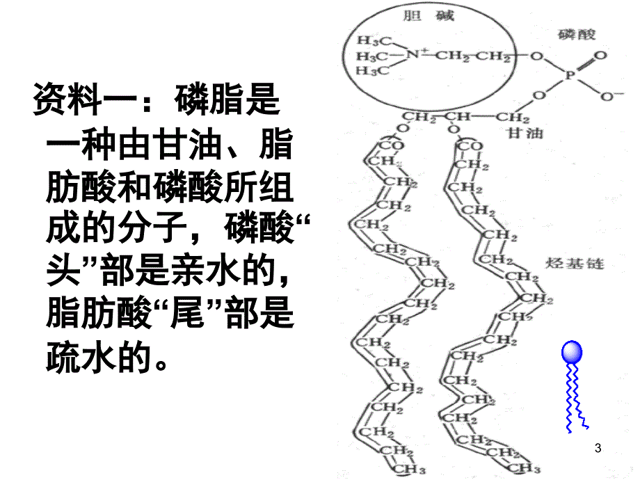 生物：4.2《生物膜的流动镶嵌模型》课件(新人教版必修1)湖南师大_第3页