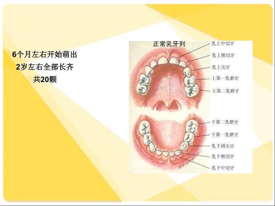 健康口腔灿烂笑容儿童口腔保健_第5页