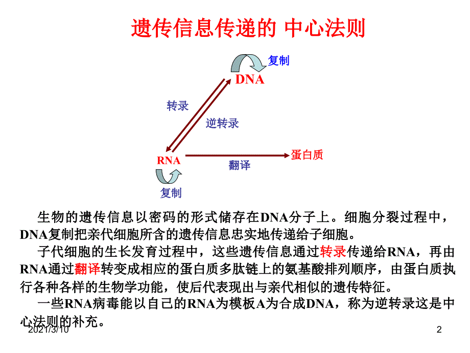 基因转录课件_第2页