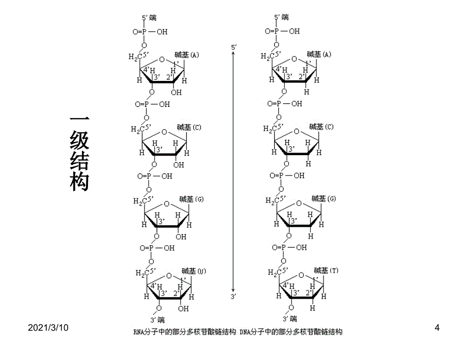 基因转录课件_第4页