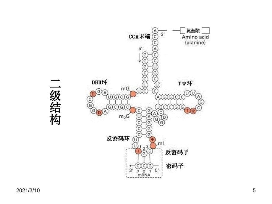 基因转录课件_第5页