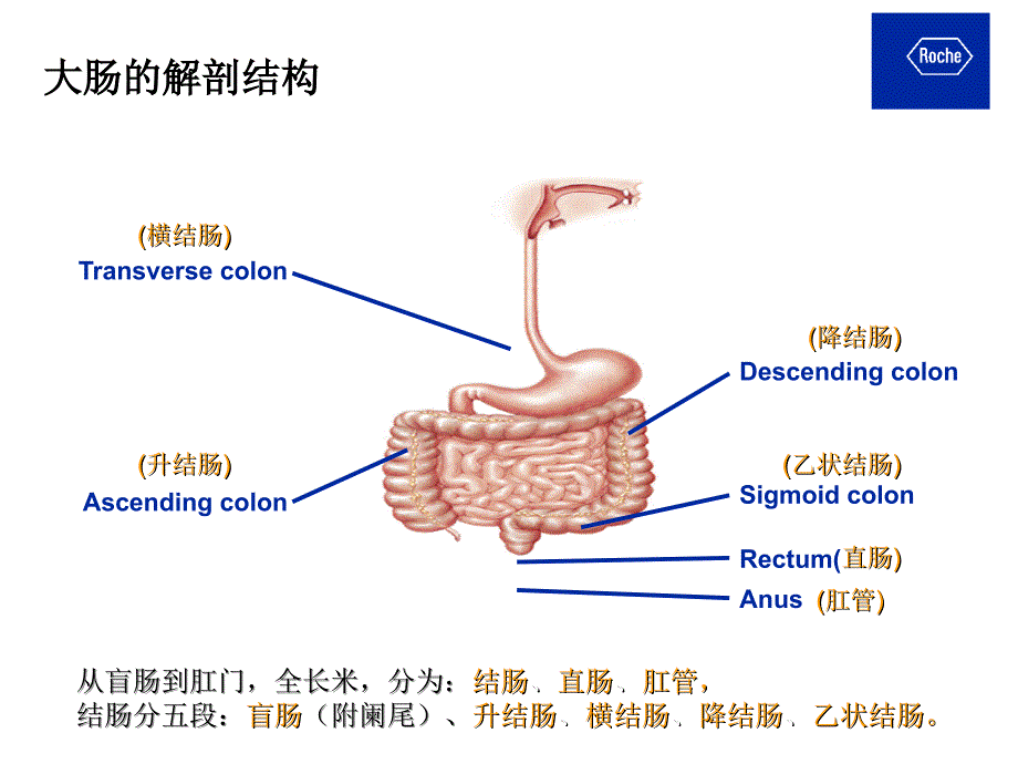 crc结直肠癌基础与治疗_第4页