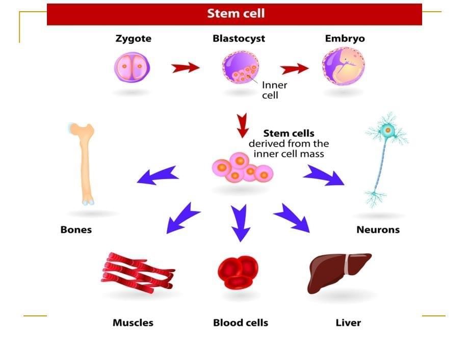 基医专外stem cellYingXin_第5页