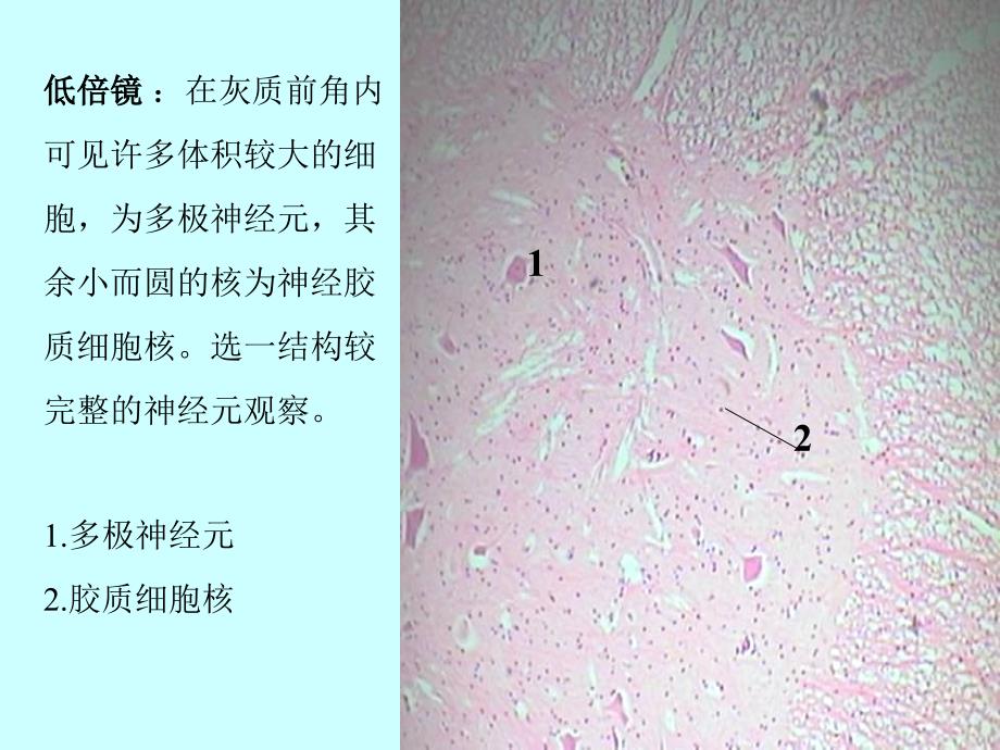 实验-4-神经组织课件_第3页