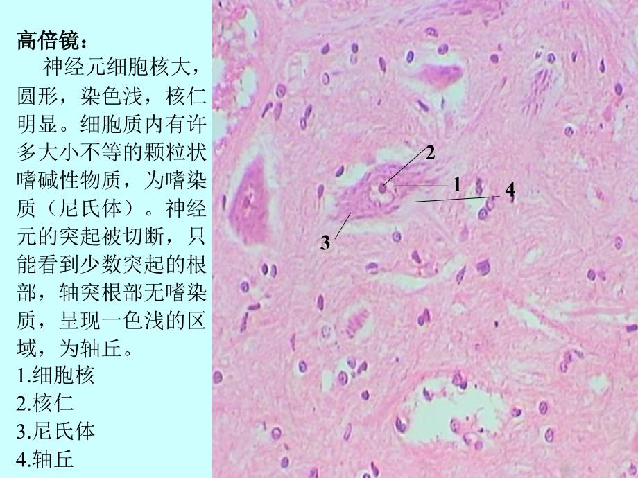 实验-4-神经组织课件_第4页