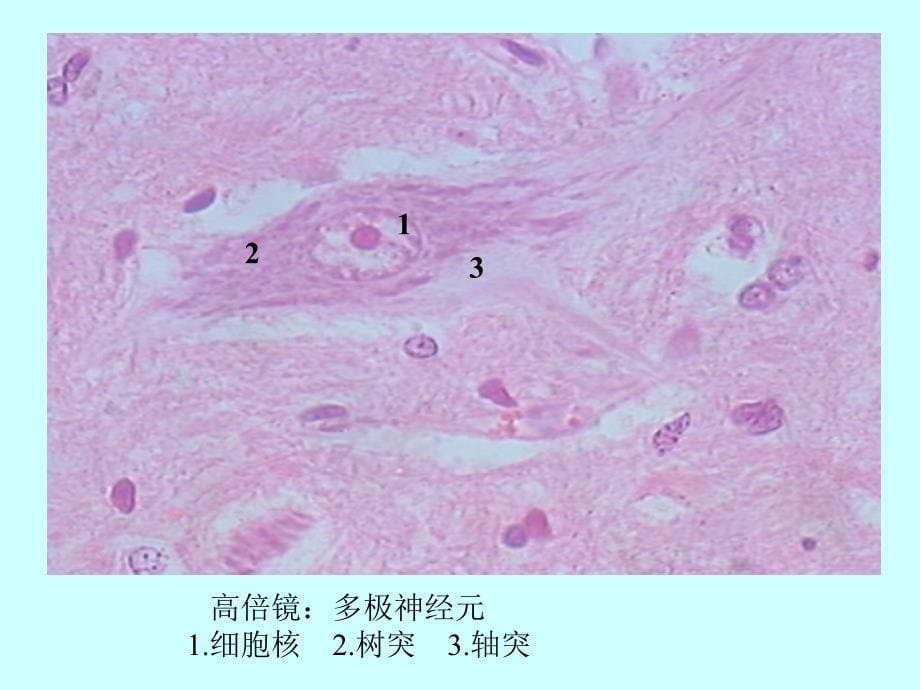 实验-4-神经组织课件_第5页