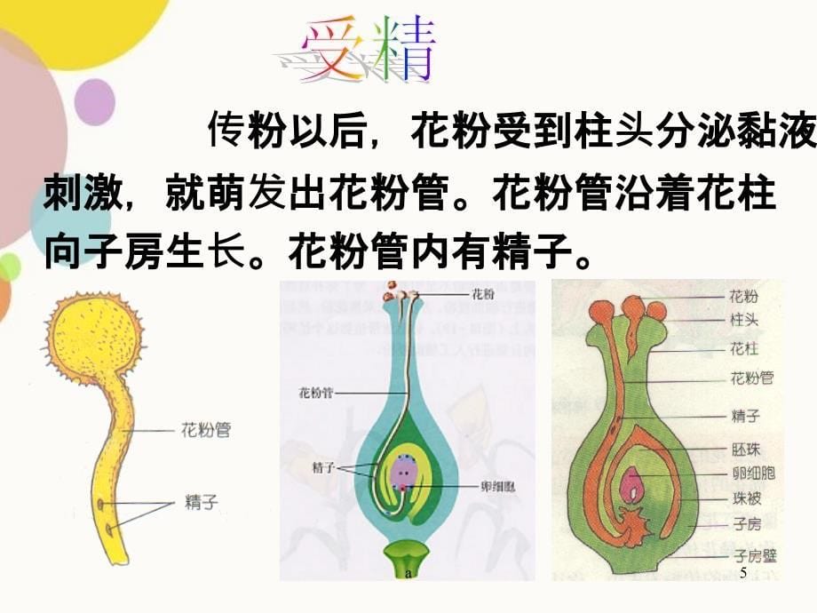 植物的生殖课件36829_第5页