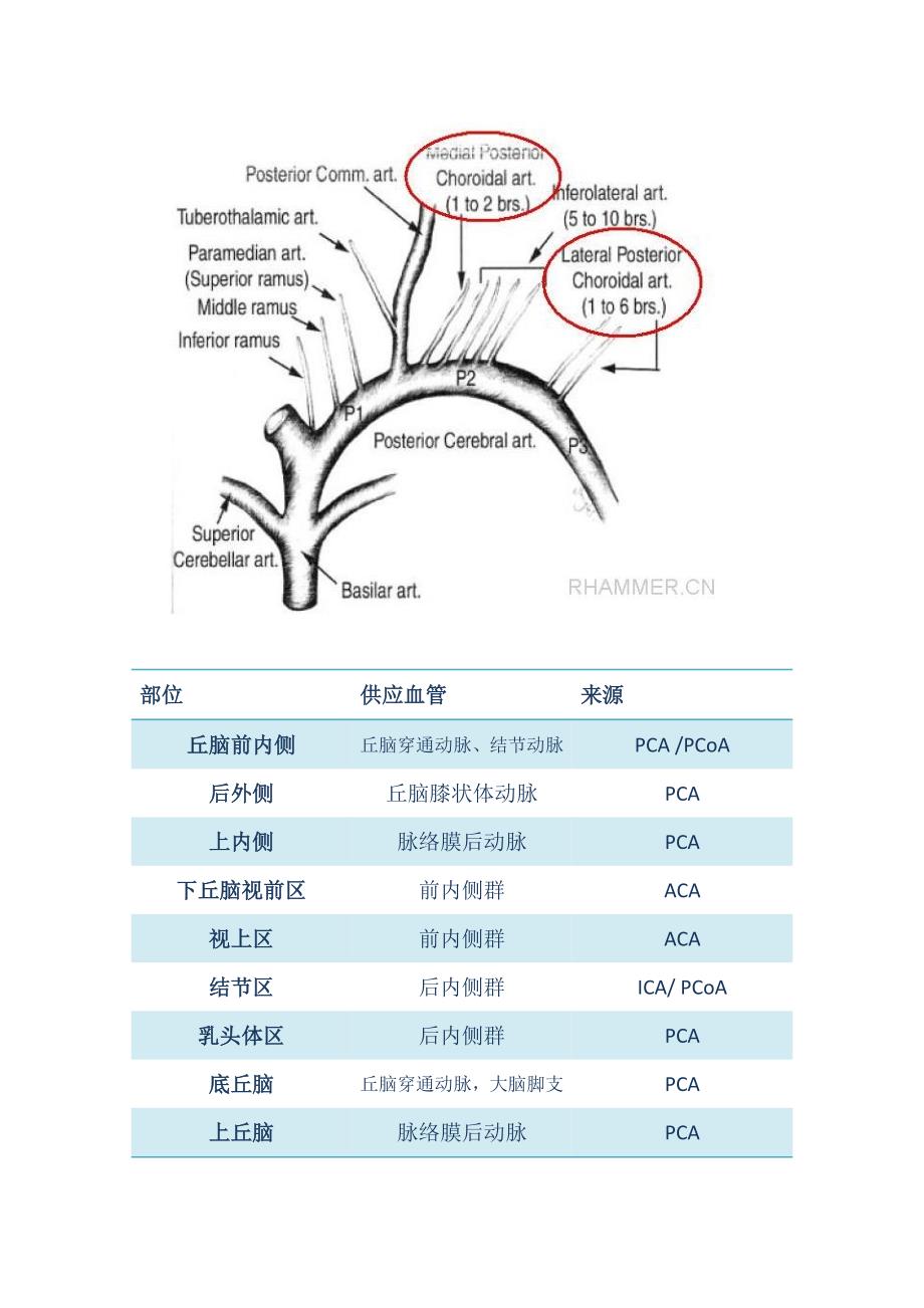 丘脑的血流供应.doc_第4页