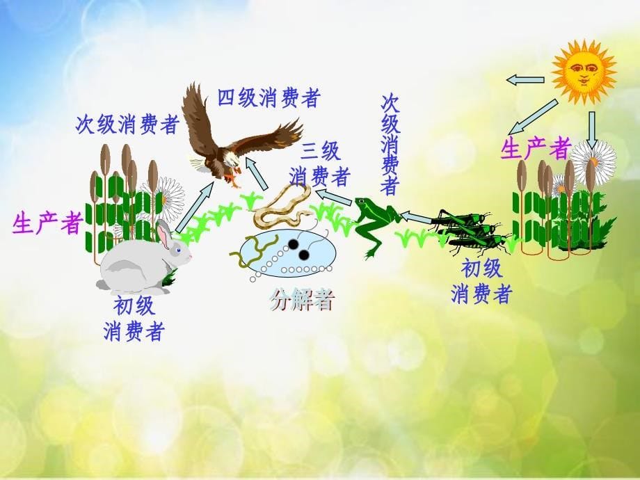 苏教小学科学六下《4.4.生态平衡》PPT课件 (3)_第5页