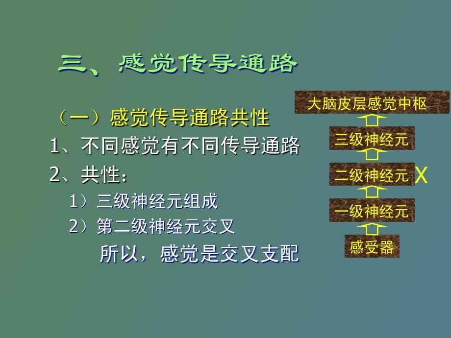 神经系统的解剖生理及病损的定位诊断_第5页