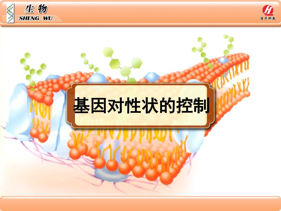 生物学②必修4[1]2《基因对性状的控制》PPT课件_第1页