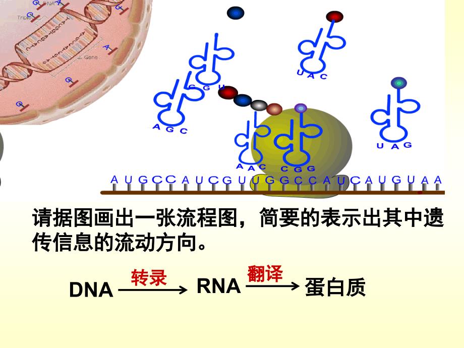 生物学②必修4[1]2《基因对性状的控制》PPT课件_第2页