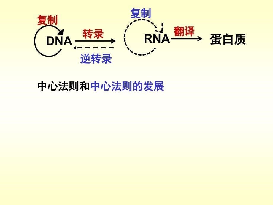 生物学②必修4[1]2《基因对性状的控制》PPT课件_第5页