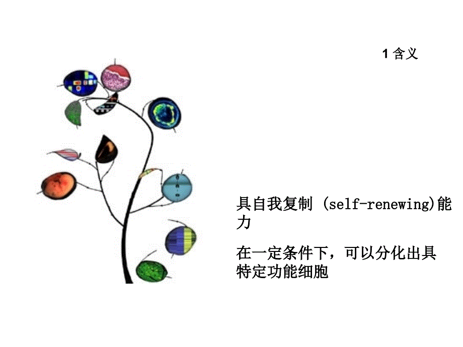 细胞生物学教学课件：干细胞_第2页