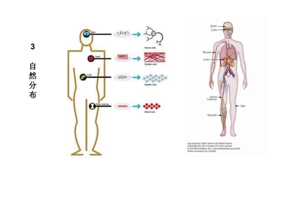 细胞生物学教学课件：干细胞_第4页