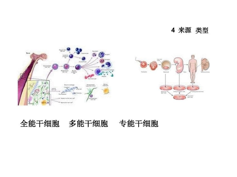 细胞生物学教学课件：干细胞_第5页