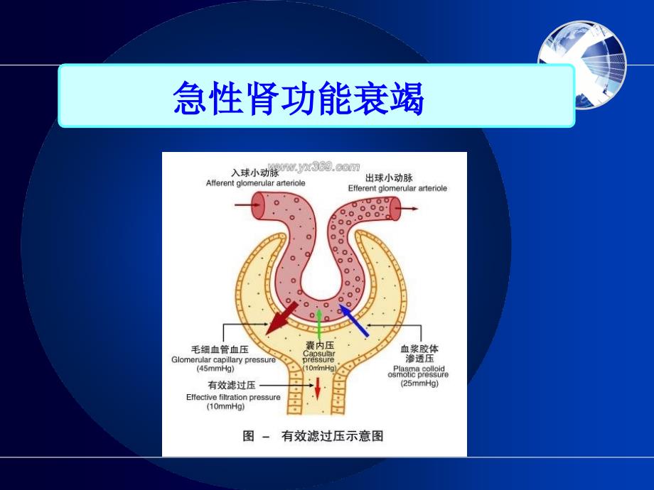 急性肾功能衰竭病人的护理_第2页