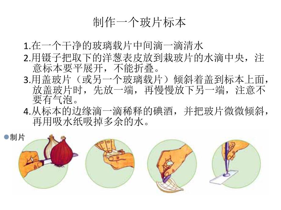 5用显微镜观察身边的生命世界一_第4页