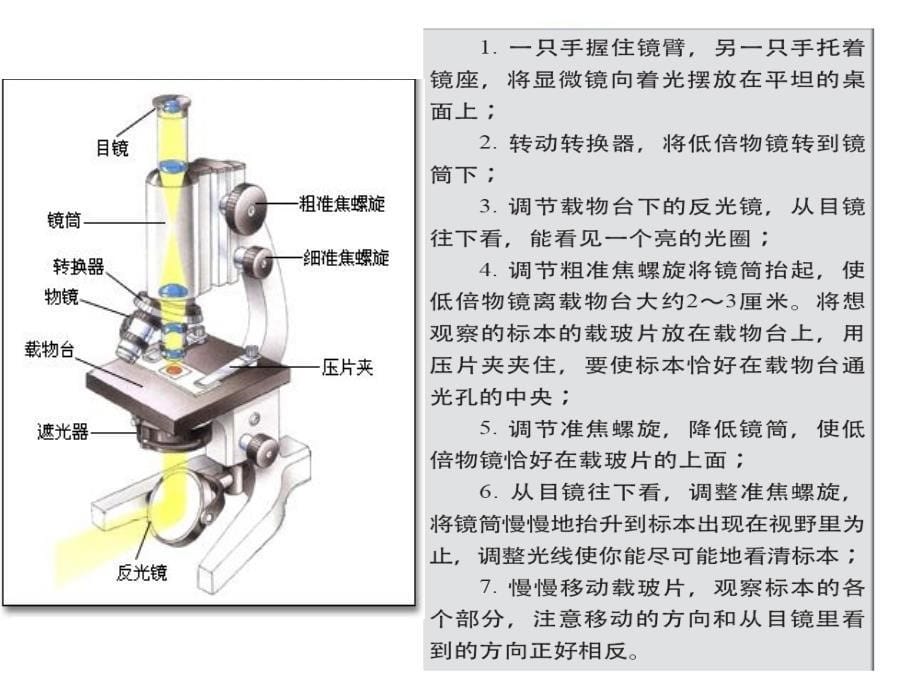 5用显微镜观察身边的生命世界一_第5页