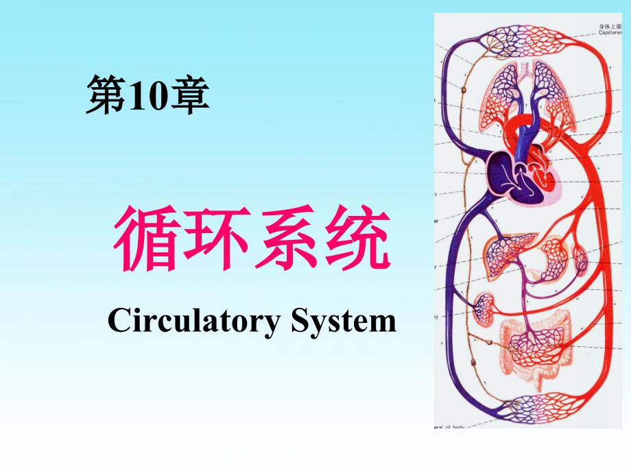 组织学与胚胎学：循环系统(circulatory system)_第1页