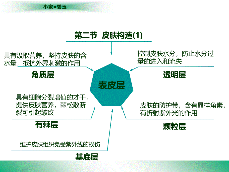 皮肤护理BH培训部ppt课件_第4页