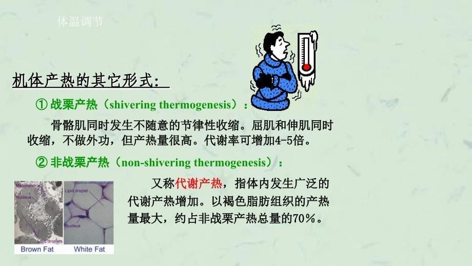 体温调节(Temperatureregulatio课件_第5页