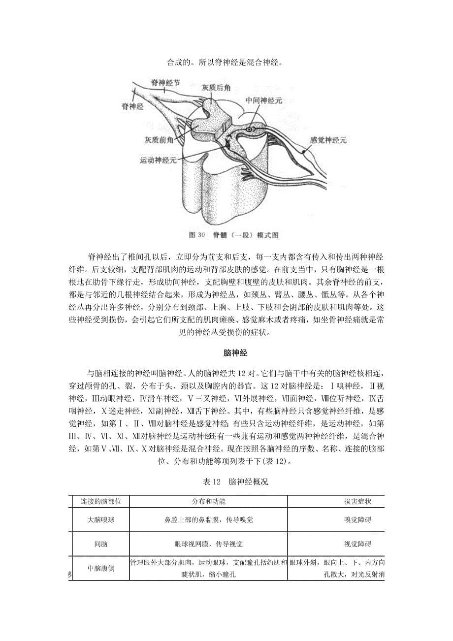 第二节神经系统的组成.doc_第5页