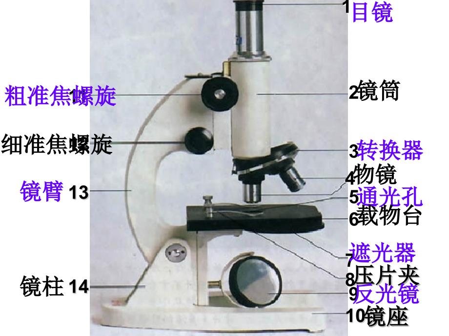 1练习使用显微镜_第3页