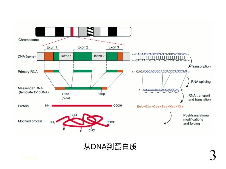 人类后基因组时代新药研发_第4页